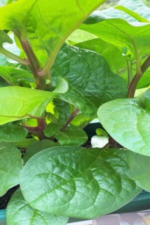 Desi Green Malabar Spinach Seeds