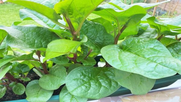 Desi Green Malabar Spinach Seeds