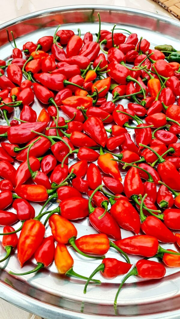 Desi Naga seeds / Desi Bombay Chilies Seeds / দেশী নাগা মরিচের বীজ