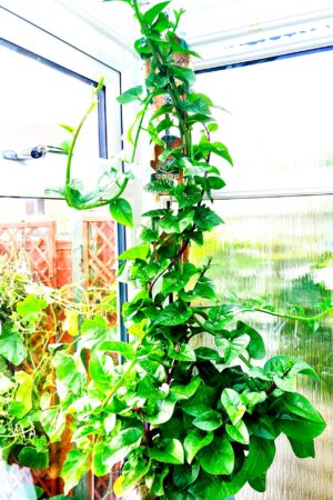 2 x Desi Red Malabar Spinach Live Plants / Desi Laal Puishak Gach / Laal Pui / দেশী লাল পুঁইশাকের গাছ