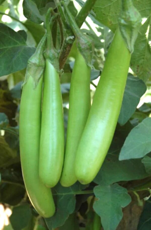 Desi Long Green Eggplant Seeds / Desi Sobuj Lomba Begun Seeds / দেশী লম্বা সবুজ বেগুনের বীজ