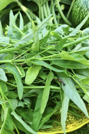 Water Spinach Seeds / Sobuj Palong shak Seeds / Palong Shaker Beej / পালং শাকের বীজ