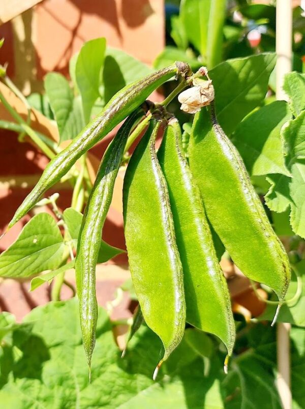 Desi Green Bean seeds / দেশী সবুজ শীমের বীজ