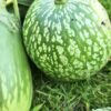 GREEN STRIPE PUMPKIN Live Plante/ Chinese Lau Plant/ চাইনীজ লাউয়ের গাছ - Image 2