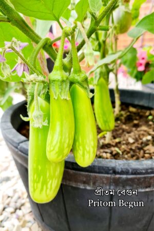 2 x Plants - Pritom Green Eggplant Plants / প্রীতম হাইব্রিড বেগুনের গাছ