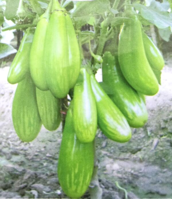 Pritom Green Eggplant Plants / প্রীতম হাইব্রিড বেগুনের গাছ