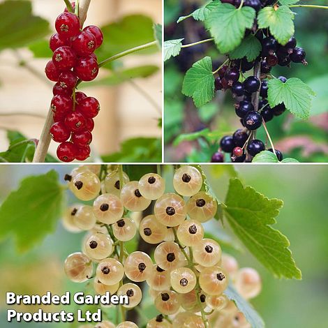 Blackcurrant plants