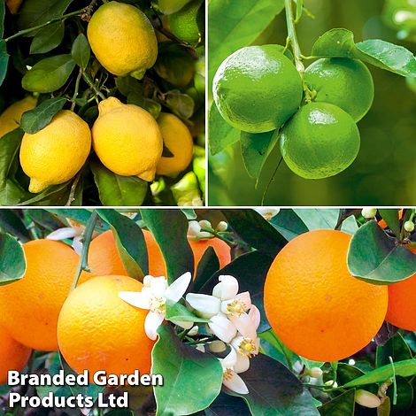 Citrus Fruit Trees