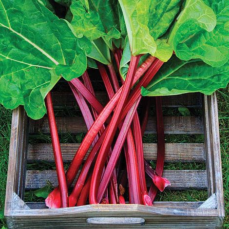 Rhubarb Plants
