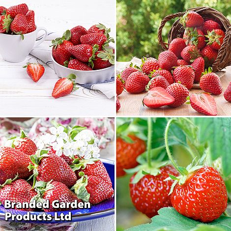 Strawberry Fruit Plants
