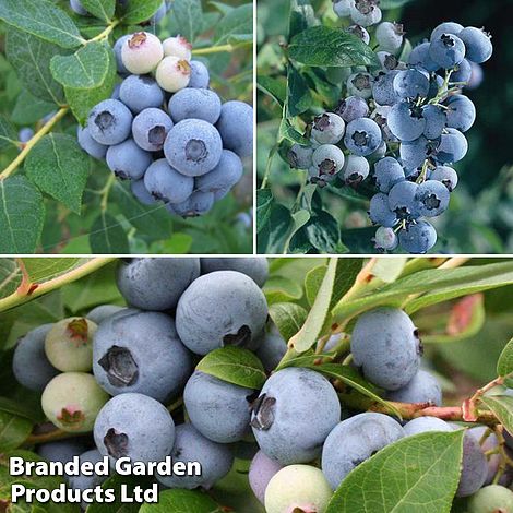 blueberry plants
