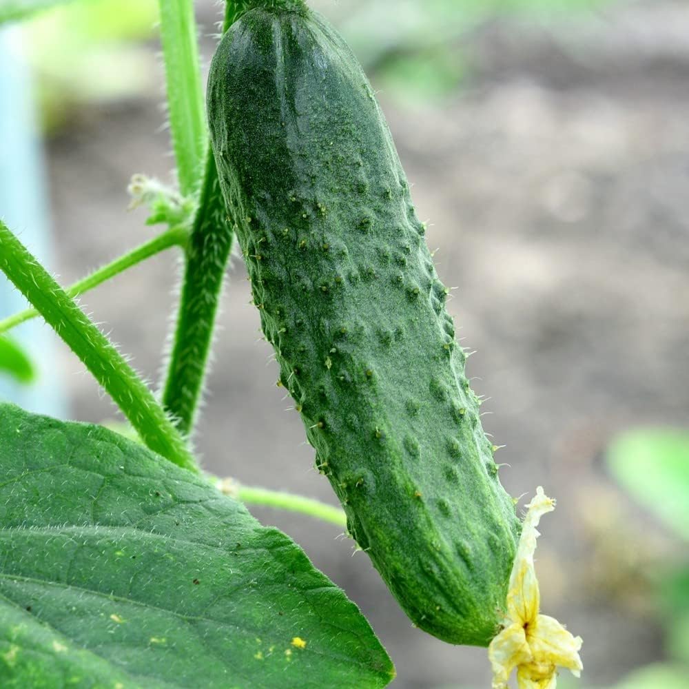 cucumber seeds