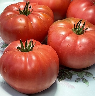 3 x Italian Tomatoes Live Plants / ৩টি ইটালিয়ান টমেটোর গাছ