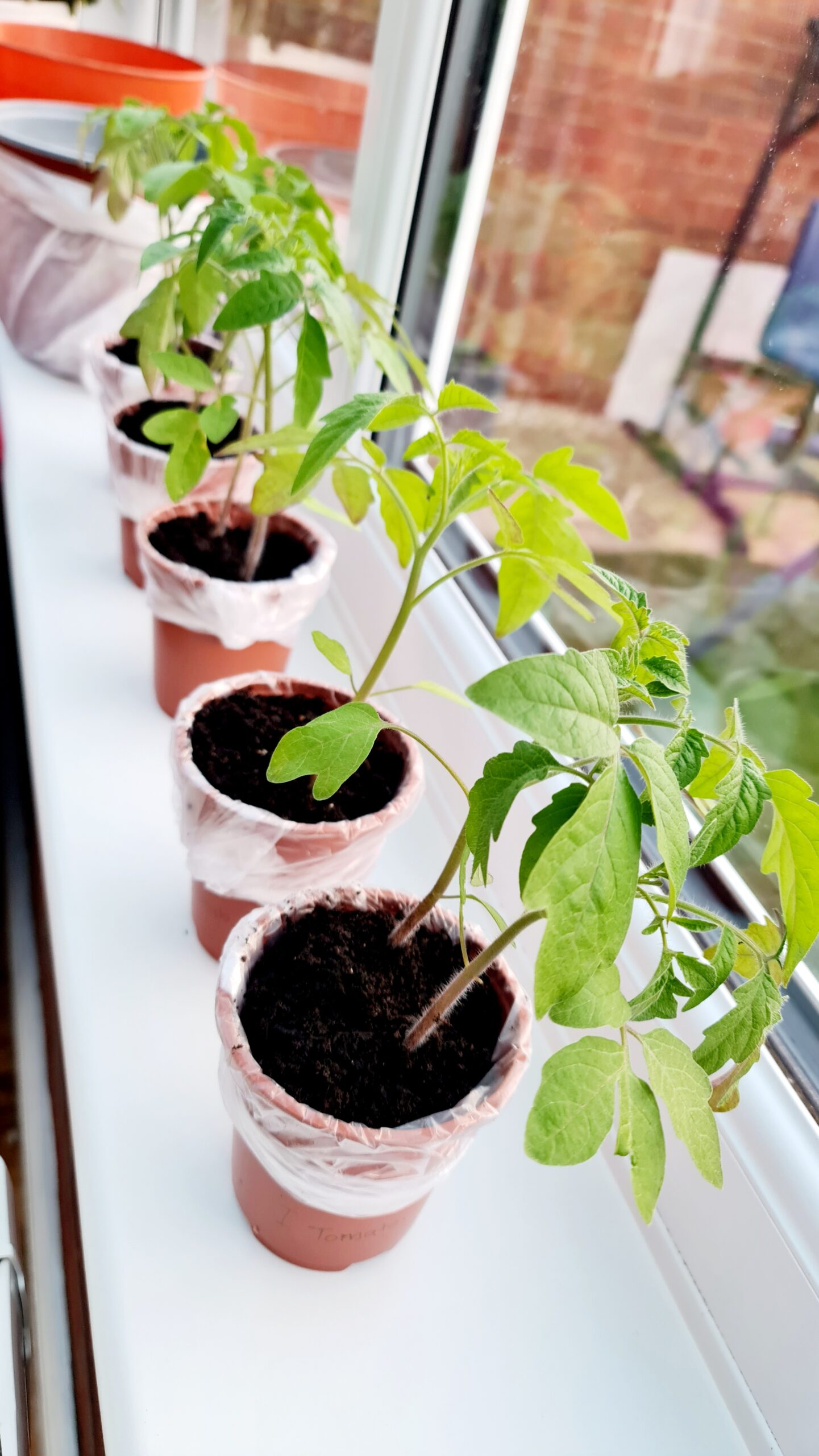 3 x Italian Tomatoes Live Plants / ৩টি ইটালিয়ান টমেটোর গাছ