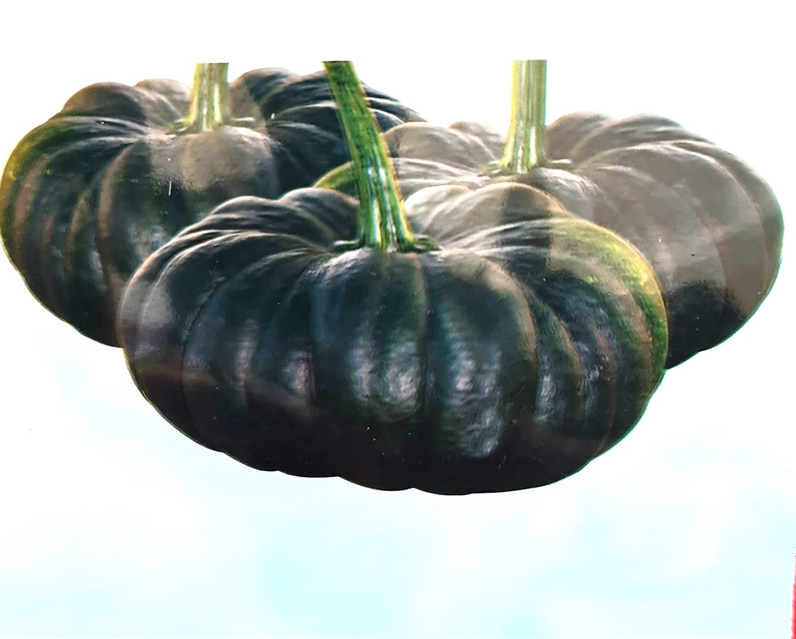 সিয়াম-১ মিষ্টি কুমড়োর বীজ - ১০ টি বীজ | Desi pumpkin Seeds | Sweety Mishti Kumra Beej | দেশী মিষ্টি কুমড়ার বীজ