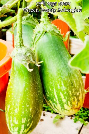 Aubergine / Begun / বেগুন