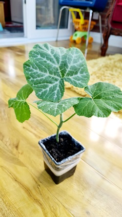 সিয়াম-১ মিষ্টি কুমড়োর বীজ - ১০ টি বীজ | Desi pumpkin Seeds | Sweety Mishti Kumra Beej | দেশী মিষ্টি কুমড়ার বীজ