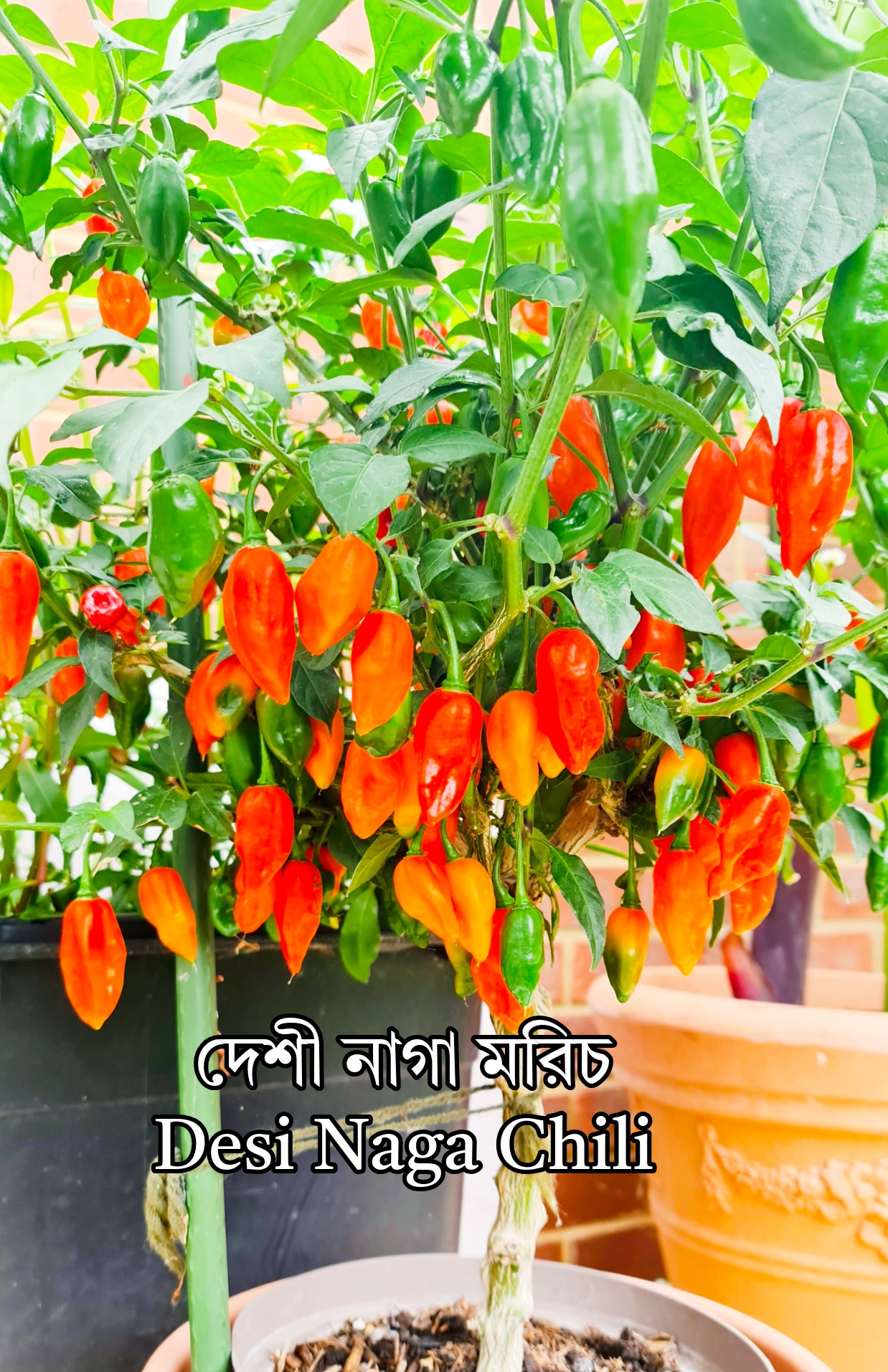 10 Seeds - Desi Naga seeds / Desi Bombay Chilies Seeds / দেশী নাগা মরিচের বীজ