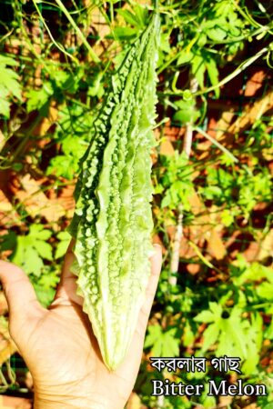 Bitter Melon / করলা / উচ্ছে