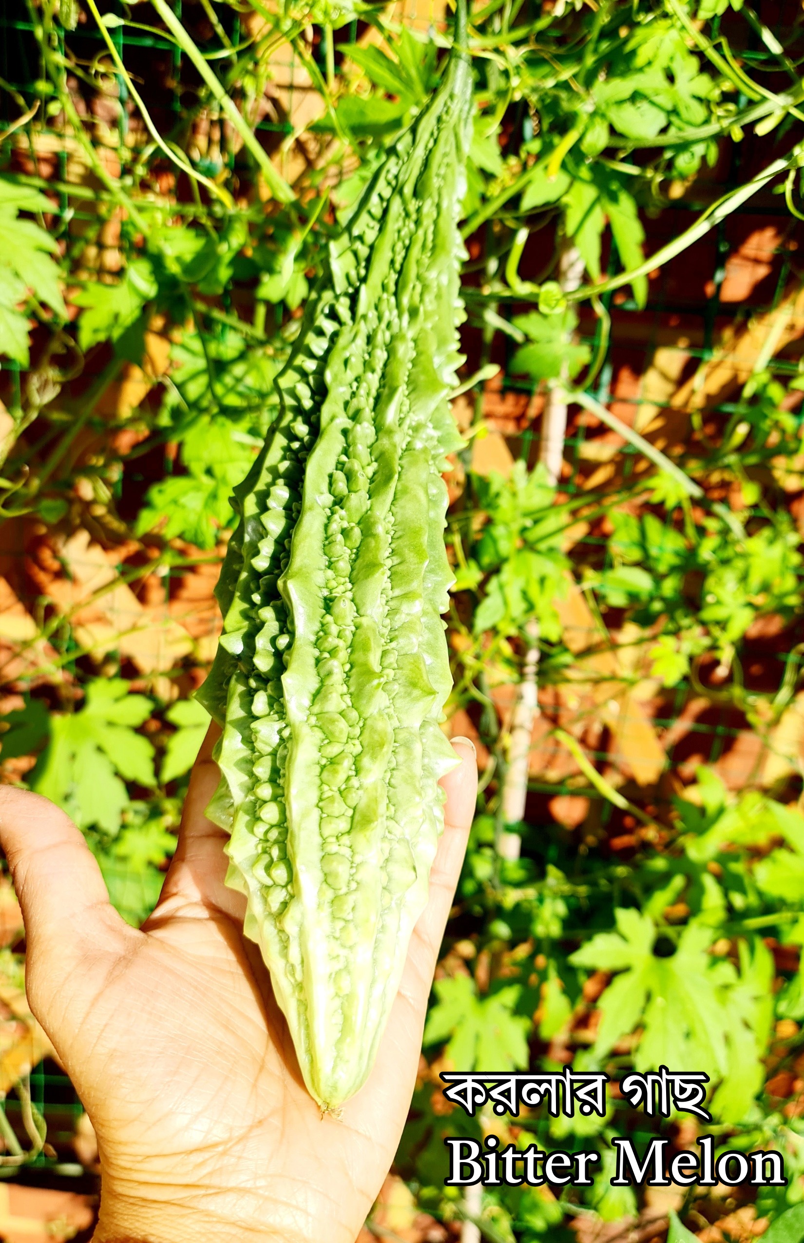 ১ ফুট লম্বা করলার গাছ | 1 Feet Long Bitter Melon Plant | Desi Korola Plant | গজ করলার গাছ | Paira Hybrid Bitter Gourd Seeds / Hybrid Kerala Seeds / Hybrid Korola / পায়রা হাইব্রিড করলার বীজ