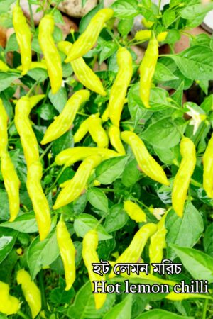 Chilli / মরিচ