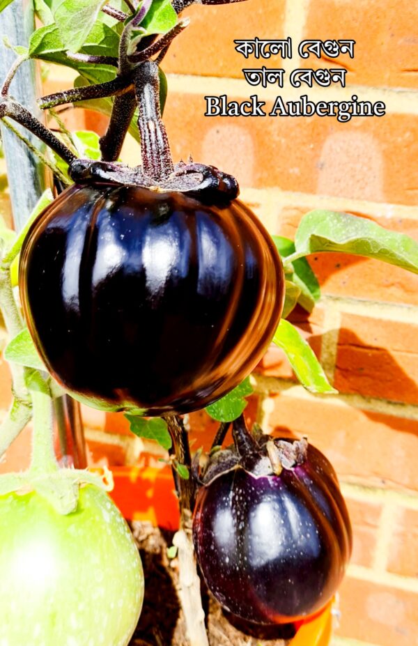 New Kalo Taal Begun Beej - 15 Seeds / Black Eggplant Seeds / কালো বেগুনের বীজ / তাল বেগুন বীজ