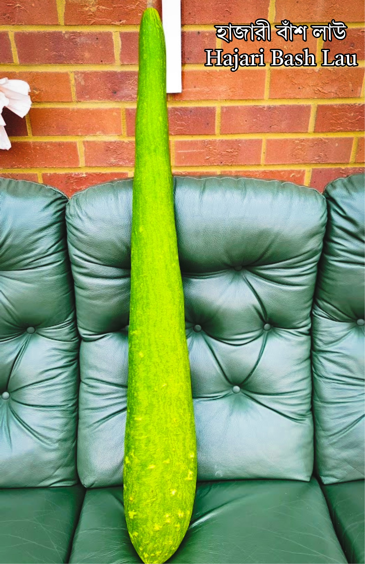 Hajari Bash Lau Seeds - 10 Seeds / হাজারী বাঁশ লাউয়ের বীজ / খেত লাউ / দুধ লাউ / কদুর বীজ / Kodu Beej
