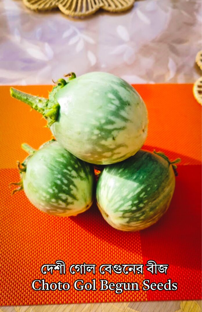 Choto Gol Begun Green – 15 Seeds | দেশী গোল বেগুনের বীজ | Desi Green ...