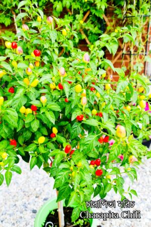 2 x চারাপিতা মরিচের গাছ | আজি চারাপিতা মরিচ | Charapita chili Aji Charapita Chilli Live Plant | Pepper Plant