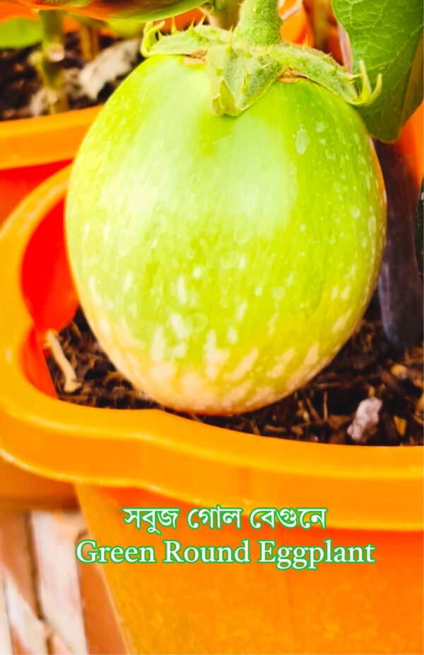Green Round Brinjal Seeds - 20 Seeds / New Sobuj Begun Beej / Green Eggplant Seeds / সবুজ বেগুনের বীজ