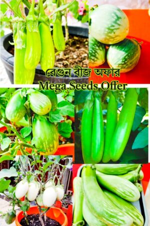 বেগুন বীজের মেগা অফার! ১২০ টি বেগুনের বীজ / প্রিতম বেগুন ২০ টি / গ্রীন বিউটি ২০ টি / সবুজ তাল বেগুন ২০ টি/ সাদা ডিম বেগুন ২০ টি এবং ভেঙ্গুরা বেগুন ২০ টি