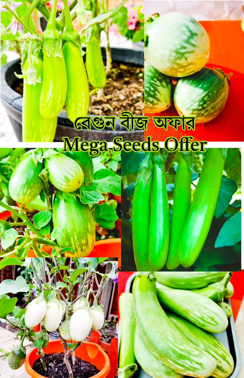 বেগুন বীজের মেগা অফার! ১২০ টি বেগুনের বীজ / প্রিতম বেগুন ২০ টি / গ্রীন বিউটি ২০ টি / সবুজ তাল বেগুন ২০ টি/ সাদা ডিম বেগুন ২০ টি এবং ভেঙ্গুরা বেগুন ২০ টি