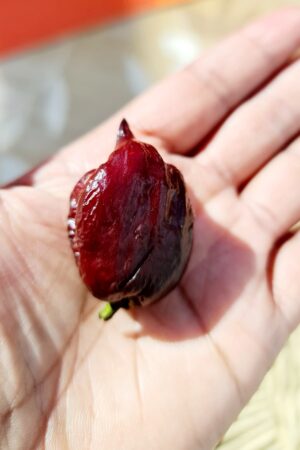 1 x কালা নাগা মরিচের গাছ