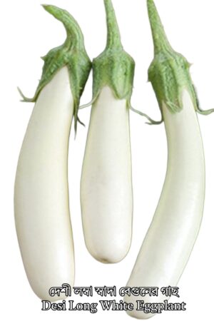 2 x Desi Long White Eggplant Live Plant / Desi Sada Lomba Begun Gach / দেশী লম্বা স্বাদা বেগুনের গাছ / Desi Long White Aubergine Plant