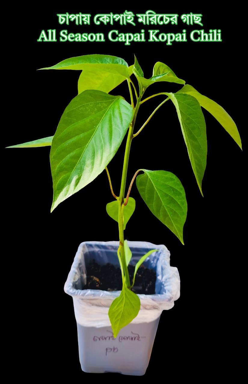 1 x চাপায় কোপাই মরিচের গাছ All Season Capai Kopai Chili Plant