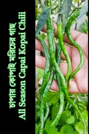 1 x চাপায় কোপাই মরিচের গাছ All Season Capai Kopai Chili Plant