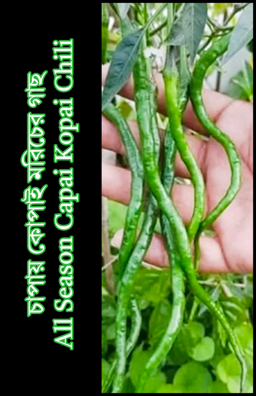 1 x চাপায় কোপাই মরিচের গাছ All Season Capai Kopai Chili Plant